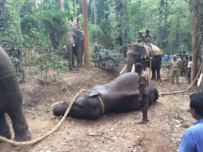 ಕಾಫಿ ತೋಟದಲ್ಲಿ ಬೀಡು ಬಿಟ್ಟಿದ್ದ ಮತ್ತೊಂದು ಕಾಡಾನೆ ಸೆರೆ